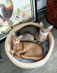 K&H Thermo-Kitty Bed Heated Cat Bed